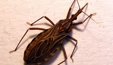 Mal de chagas