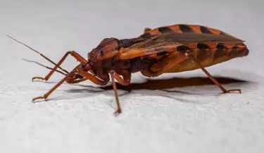 Mal de chagas