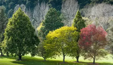arboles