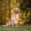 Golden retriever: por qu� son considerados los perros m�s felices del mundo