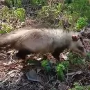 Ciudadanos permitieron rescatar a un coipo y una comadreja en Mendoza