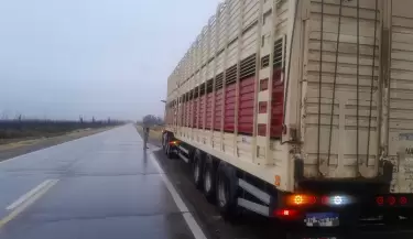 transporte de vaquillonas en Alvear