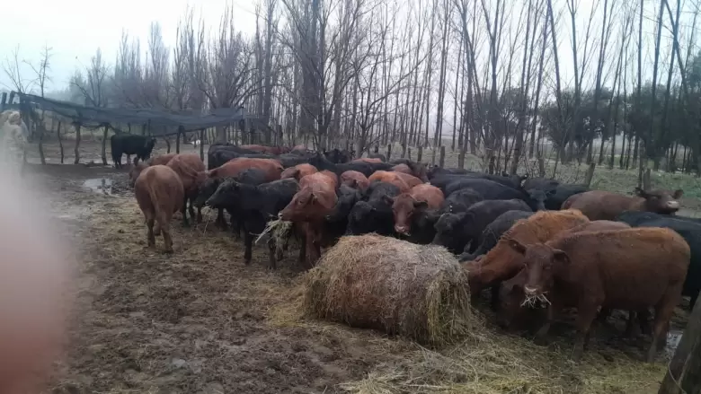 transporte de vaquillonas en Alvear