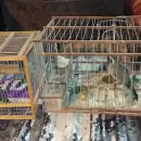 La Policía Rural de Mendoza desactivó robos y protegió fauna silvestre