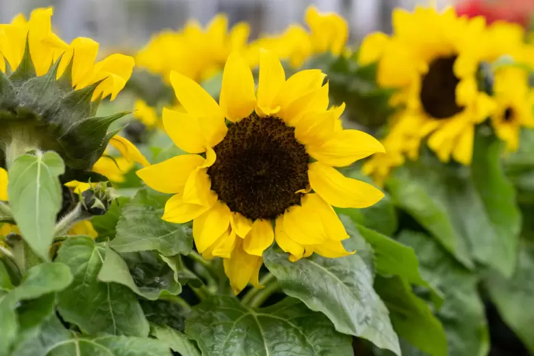 girasol