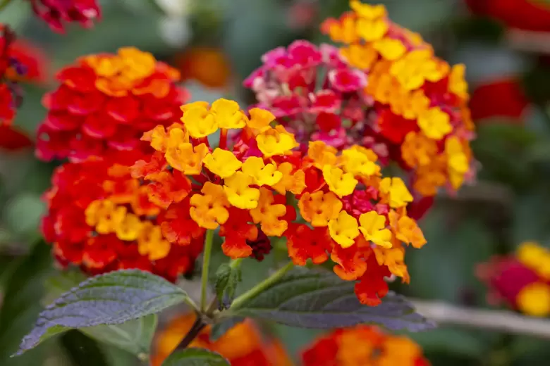 lantanas