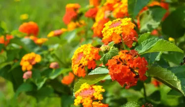 lantanas