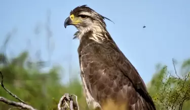 Aves