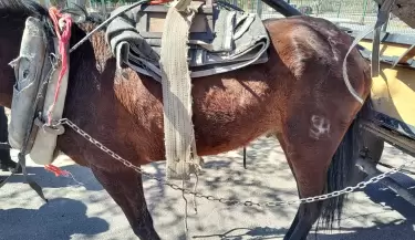 Operativos en Las Heras: rescataron un equino y secuestraron una moto