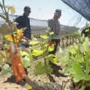 Atenci�n productores: comienza el operativo 2025 contra la lobesia botrana