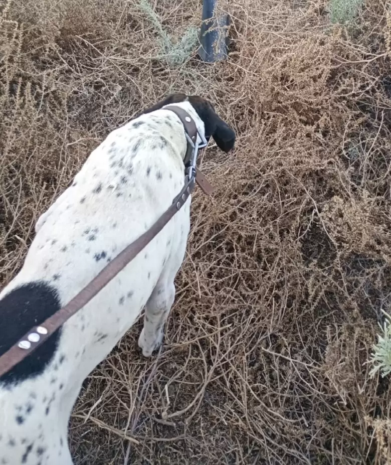 Perro nol