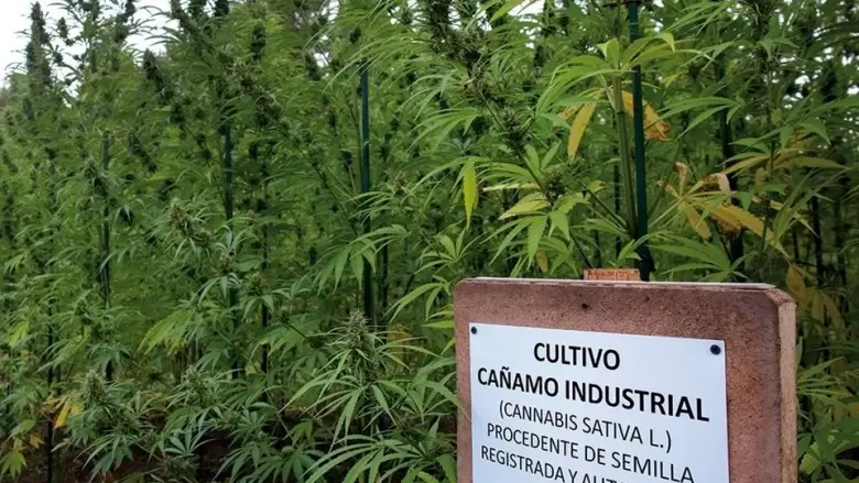 Cañamo