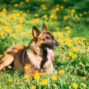 Llega la primavera: consejos esenciales para cuidar a tus mascotas de las alergias