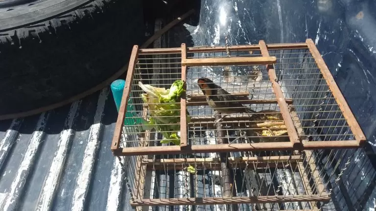aves fauna tr�fico