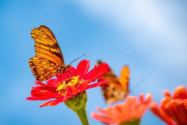 mariposas de primavera