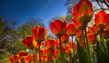 primavera flores