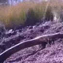 (Video) El sorprendente felino que hallaron en el Valle de Uco y llam� la atenci�n de los especialistas
