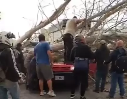 muerto arbol maipu