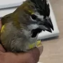 Rescataron 50 aves en condiciones de hacinamiento extremo en la frontera con Chile