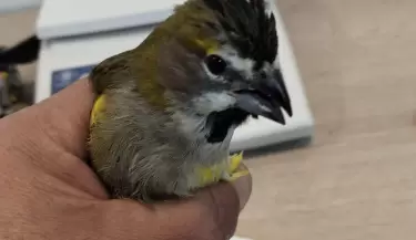 aves
