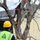 Luj�n har� un corte total en calle Darragueira por mantenimiento programado de �rboles