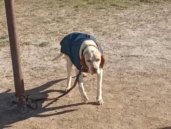 perro policia