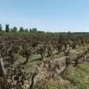 Vi�ateros advierten sobre la peor crisis en d�cadas y reclaman medidas urgentes
