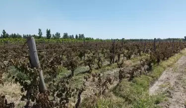 vinas