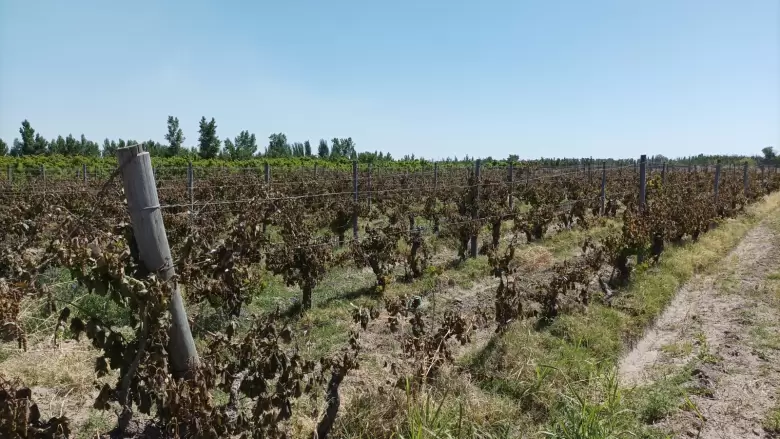 vinas