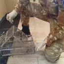 Caza furtiva en San Rafael: hallaron restos de un puma y un trampero en una vivienda