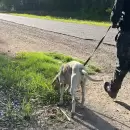 Rastreo exitoso: el perro Fito permiti� recuperar mercader�a robada en San Mart�n