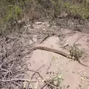 (Video) De la rehabilitaci�n a la libertad: la yarar� mendocina que volvi� a su h�bitat natural