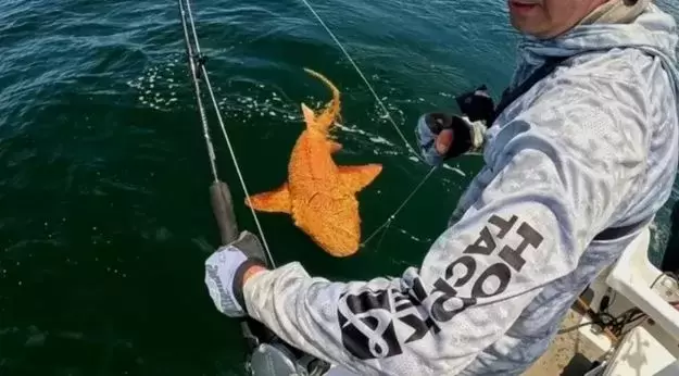 tiburon dorado