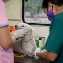 C�mo es SIMBA, la nueva app de Las Heras para turnos de castraci�n y atenci�n veterinaria