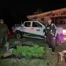 Desmantelaron una creciente red narco en Malarg�e: secuestraron droga y 10.000 semillas