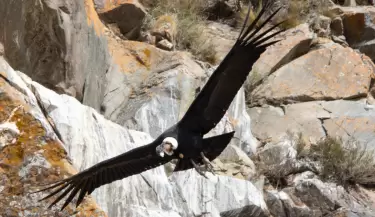 Condor