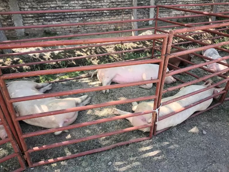 Expo cerdo