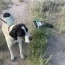 Noll, el perro adiestrado que frustr� un robo en San Rafael: encontr� a los ladrones