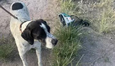 perro