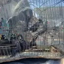 Tr�fico de fauna: rescataron 18 ejemplares de aves silvestres que ven�an a Mendoza