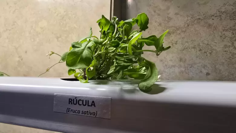 producci�n hidrop�nica