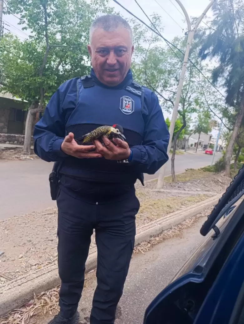 Pájaro carpintero