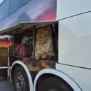 Hallaron marihuana escondida en un colectivo que ven�a a Mendoza