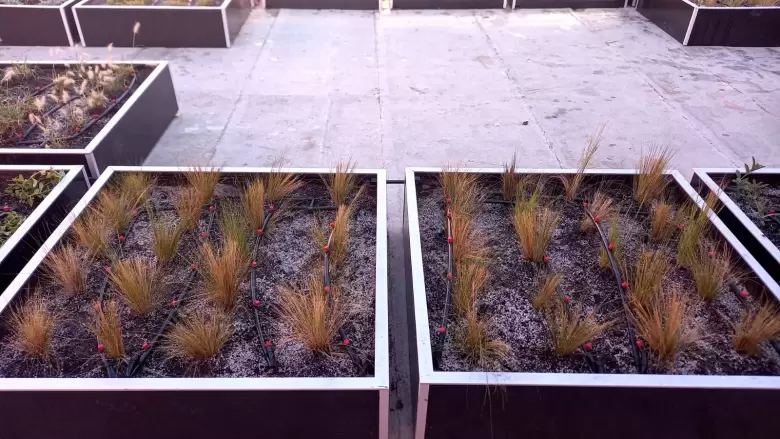 Terraza vegetada