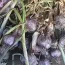 Frustraron un robo en una finca de Maip� y recuperaron 146 cabezas de ajo