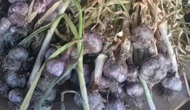 ajo