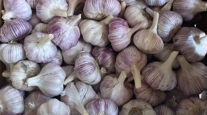 ajo