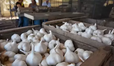 ajo