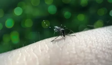Dengue