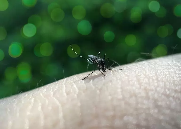 Dengue